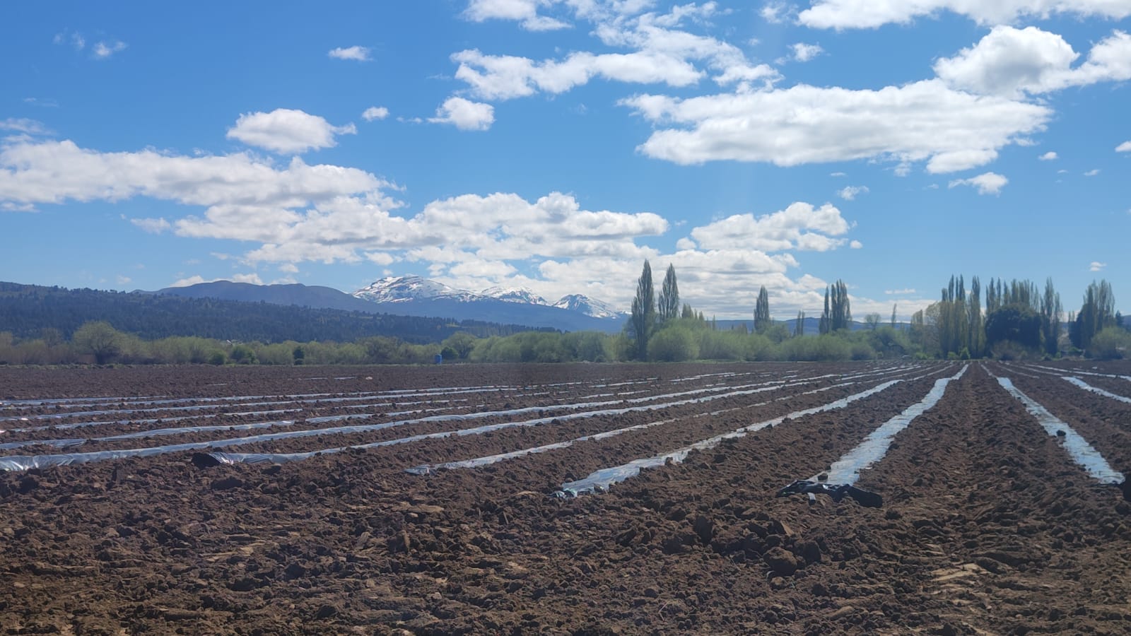 Emprendimiento frutillero amplía su producción y genera empleo en Trevelin.