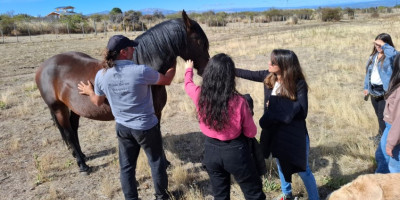 Frisón Barock Patagonia, una experiencia única de cabalgatas con una raza equina excepcional.
