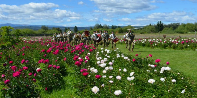 Trevelin lanzó su temporada 2025 con la floración de las Peonías en Taiyō Jardín Cordillerano.