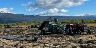 Trevelin proyecta una nueva temporada de tulipanes tras una exitosa cosecha de bulbos.