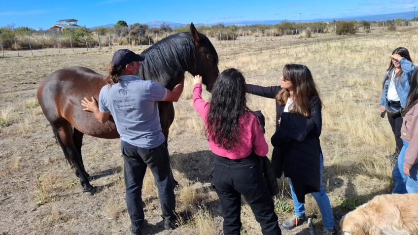 Frisón Barock Patagonia, una experiencia única de cabalgatas con una raza equina excepcional.