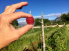 Trevelin Para Vivirlo - Chacra agroturistica Paso Ancho Berries.